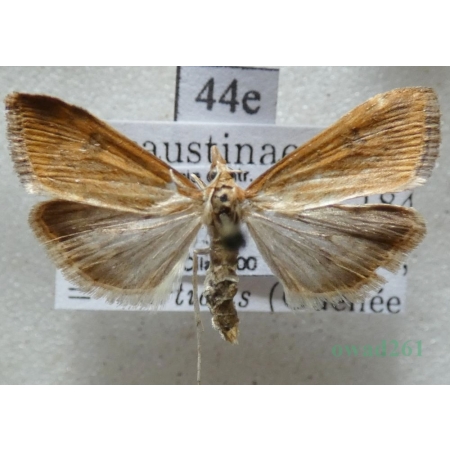 Udea ferrugalis (Hübner, 1796) Czech44e